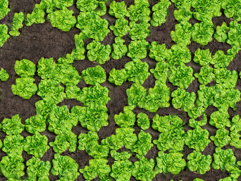  菜地农田农作物俯视图13 