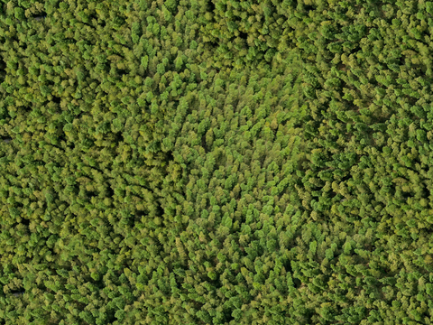 森林树林俯视图118