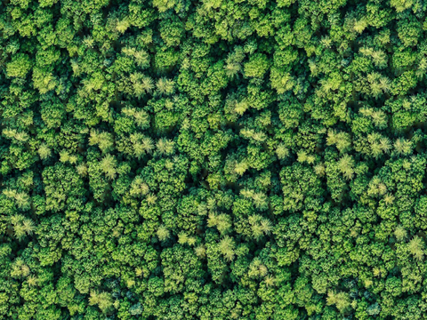  森林树林俯视图126 