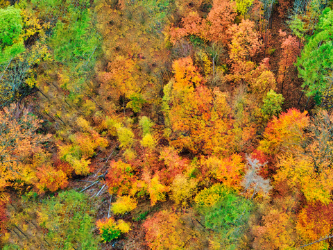秋天色彩丰富的树林森林俯视图42