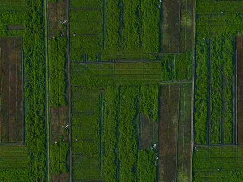  菜地农田农作物俯视图77 