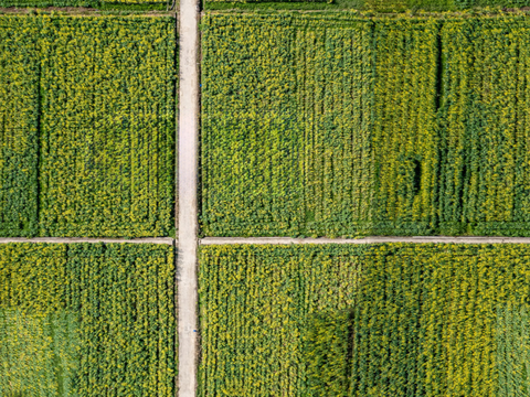  农田油菜花田39 