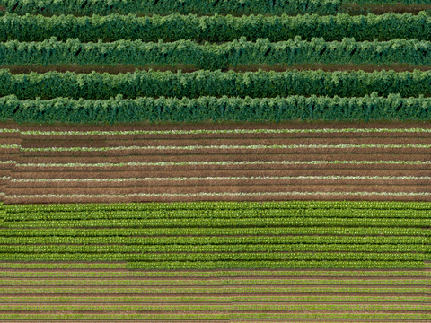  菜地农田农作物俯视图20 