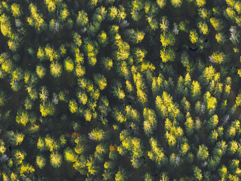 森林树林俯视图36