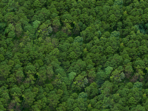  森林树林俯视图59 