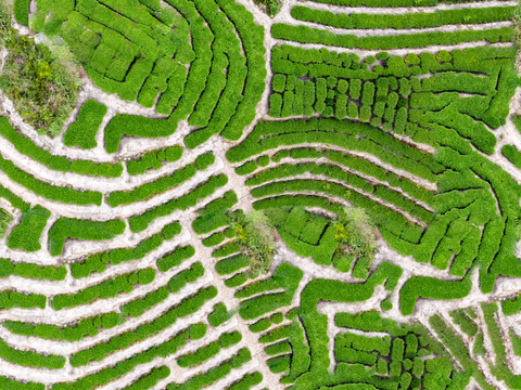  满山茶园茶山茶树俯视图121 