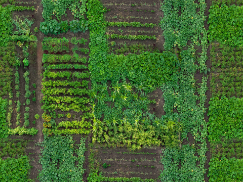  菜地农田农作物俯视图60 