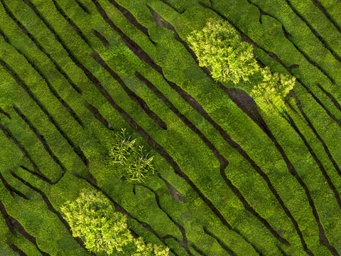  满山茶园茶山茶树俯视图109 