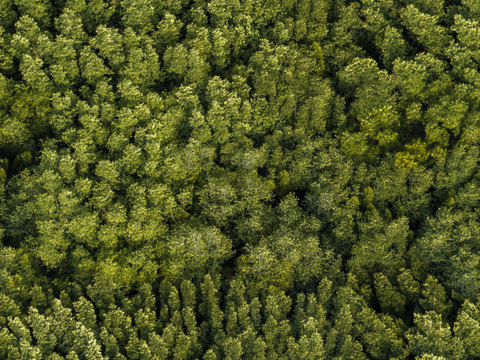  森林树林俯视图17 