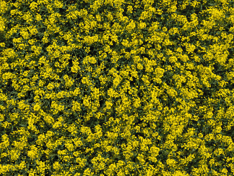 农田油菜花田227