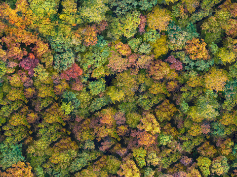 秋天色彩丰富的树林森林俯视图33