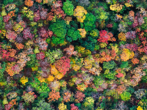 秋天色彩丰富的树林森林俯视图84