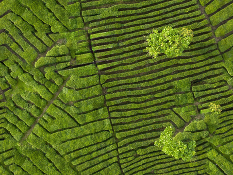  满山茶园茶山茶树俯视图117 