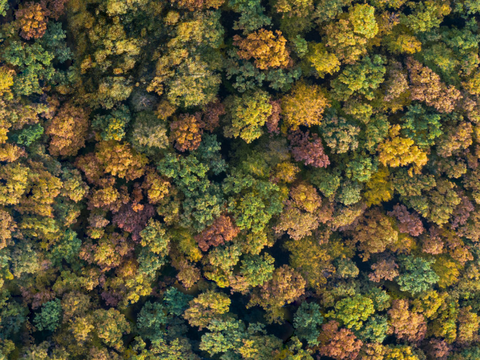 秋天色彩丰富的树林森林俯视图36