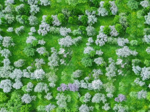  樱花、桃花、梨花花海花林5 