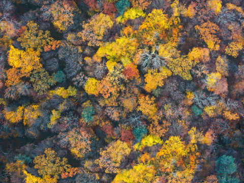 秋天色彩丰富的树林森林俯视图52