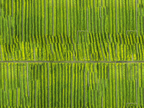  农田油菜花田132 