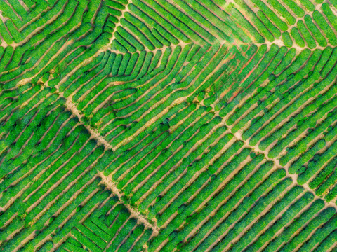  满山茶园茶山茶树俯视图139 