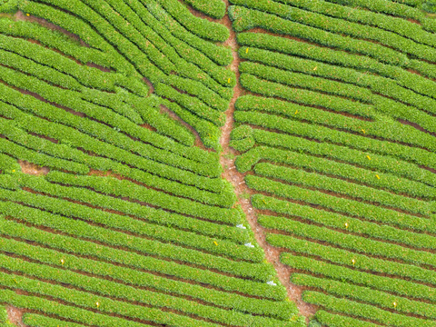  满山茶园茶山茶树俯视图145 