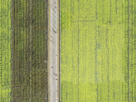  农田油菜花田62 