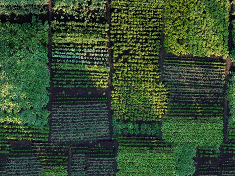  菜地农田农作物俯视图15 