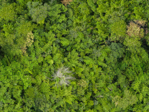 森林树林俯视图63