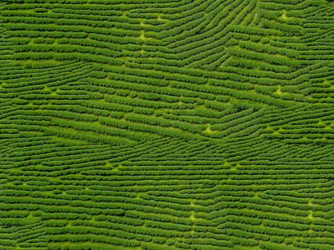  满山茶园茶山茶树俯视图56 