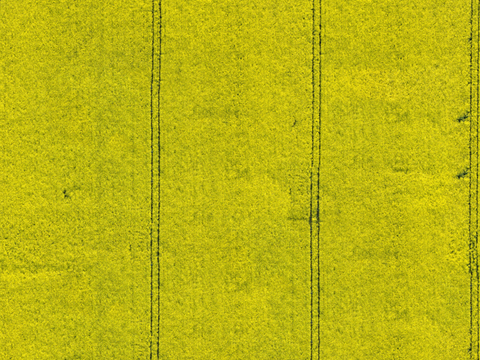  农田油菜花田126 