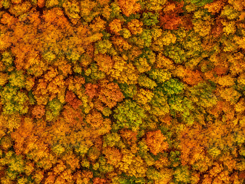 秋天色彩丰富的树林森林俯视图27