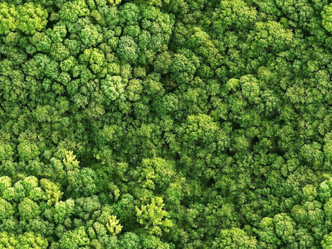  森林树林俯视图121 