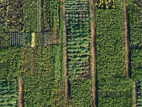  菜地农田农作物俯视图12 