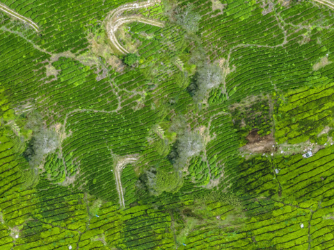  满山茶园茶山茶树俯视图78 