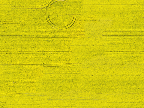  农田油菜花田210 