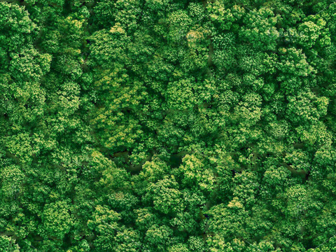 森林树林俯视图128