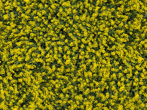  农田油菜花田234 