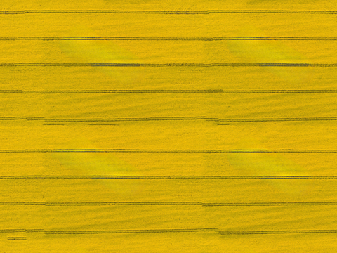  农田油菜花田72 