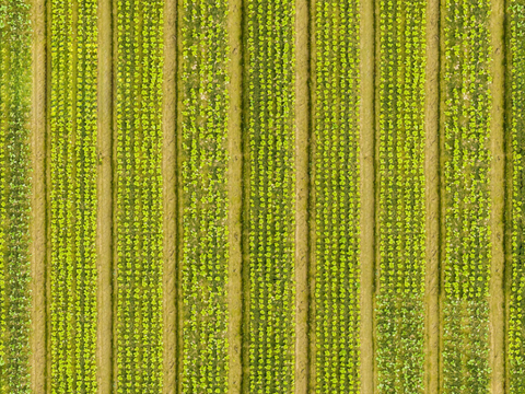  菜地农田农作物俯视图94 