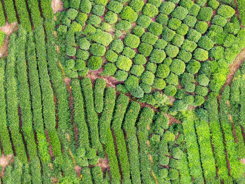  满山茶园茶山茶树俯视图146 