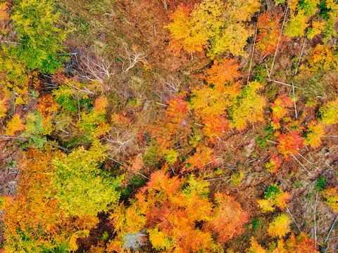  秋天色彩丰富的树林森林俯视图48 