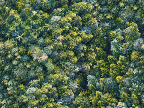  森林树林俯视图78 