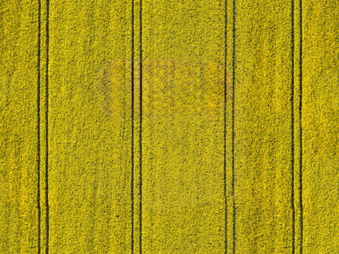  农田油菜花田66 