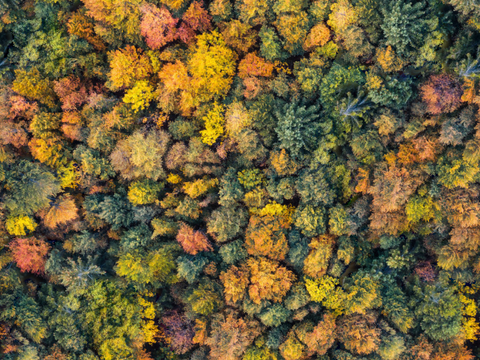  秋天色彩丰富的树林森林俯视图13 