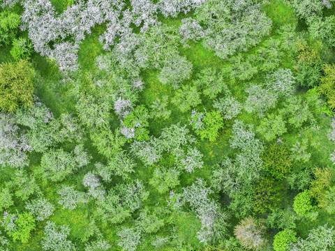  樱花、桃花、梨花花海花林7 