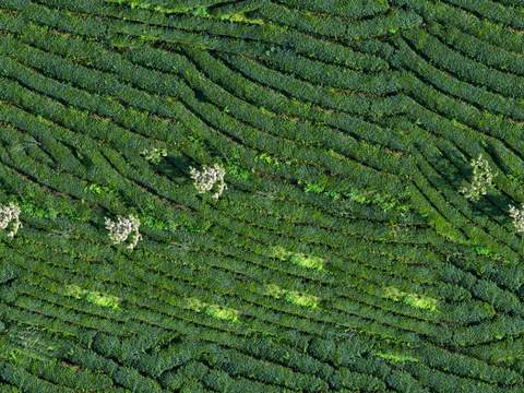  满山茶园茶山茶树俯视图29 