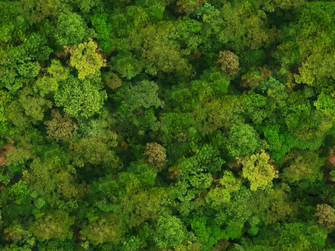 森林树林俯视图103