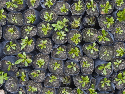  菜地农田农作物俯视图1 