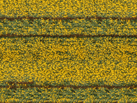  农田油菜花田215 