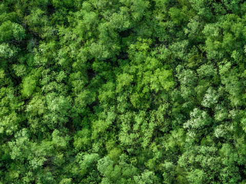 森林树林俯视图117