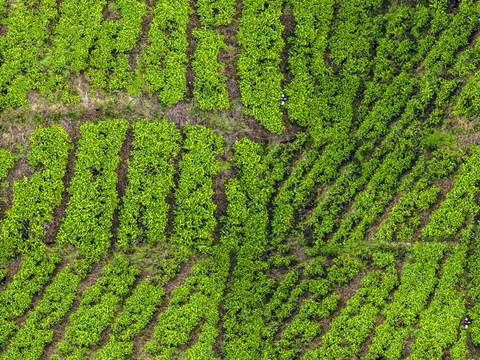  满山茶园茶山茶树俯视图82 