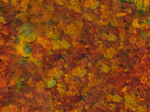  秋天色彩丰富的树林森林俯视图25 